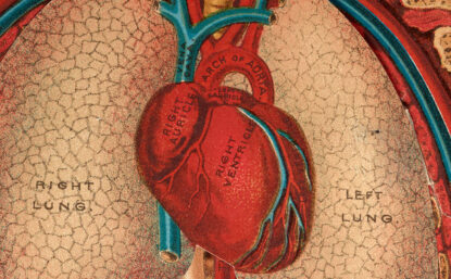 3-D color diagram of human chest interior