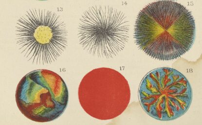 12 colorful illustrations from 1886 of various fats under a microscope.