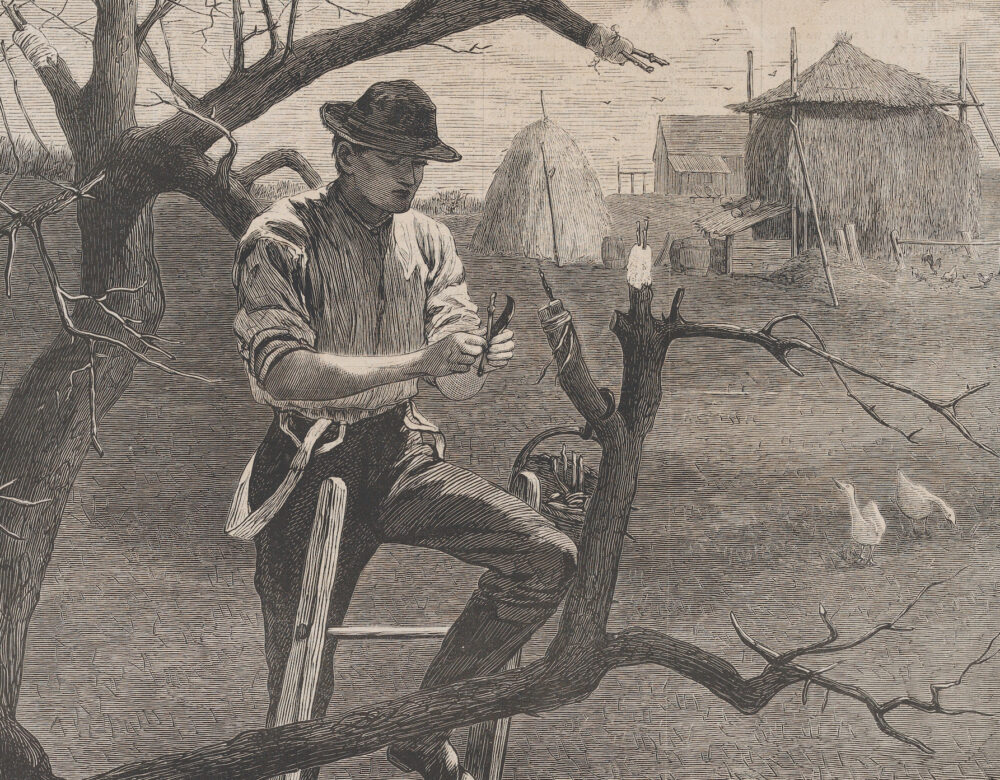 Black and white engraving of a man grafting a tree in front of a farmhouse