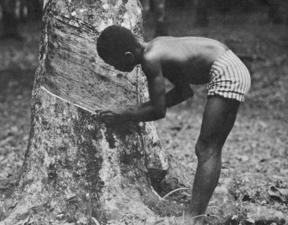 A boy cutting into the bark of tree