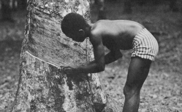 A boy cutting into the bark of tree