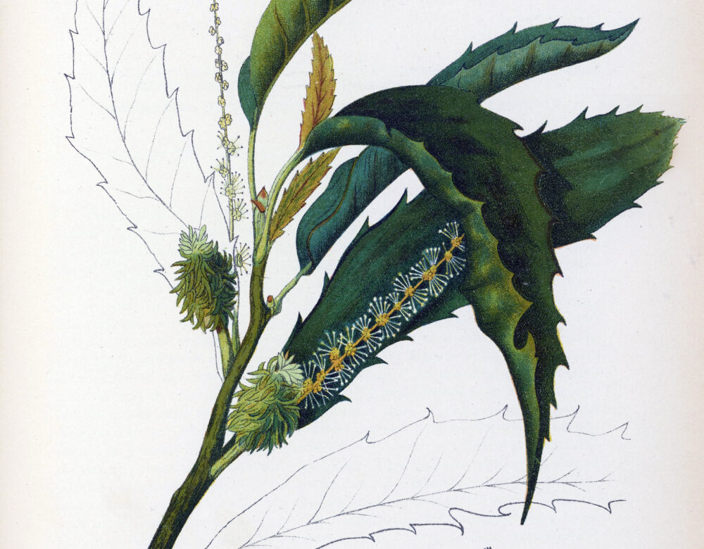 illustration of leafy branch and pods